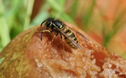 7th Oct 2021 - HUNGRY WASP