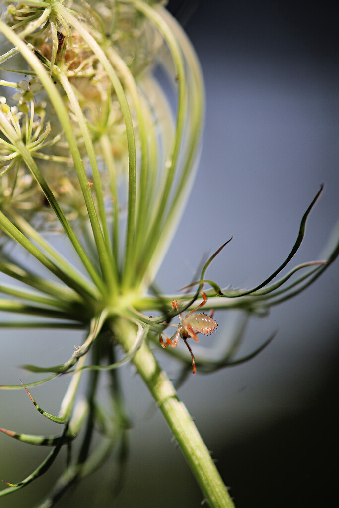 Juicy Little Arachnid by juliedduncan