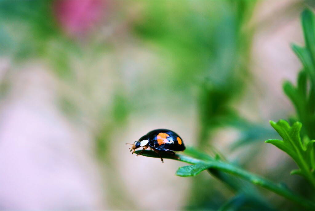 Ladybird..... by ziggy77