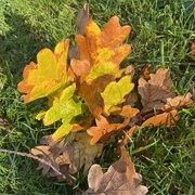 3rd Oct 2021 - the colours of autumn