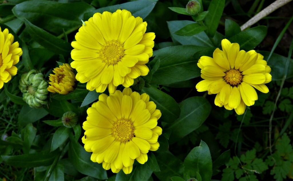 Calendula - yellow (marigold ) by beryl