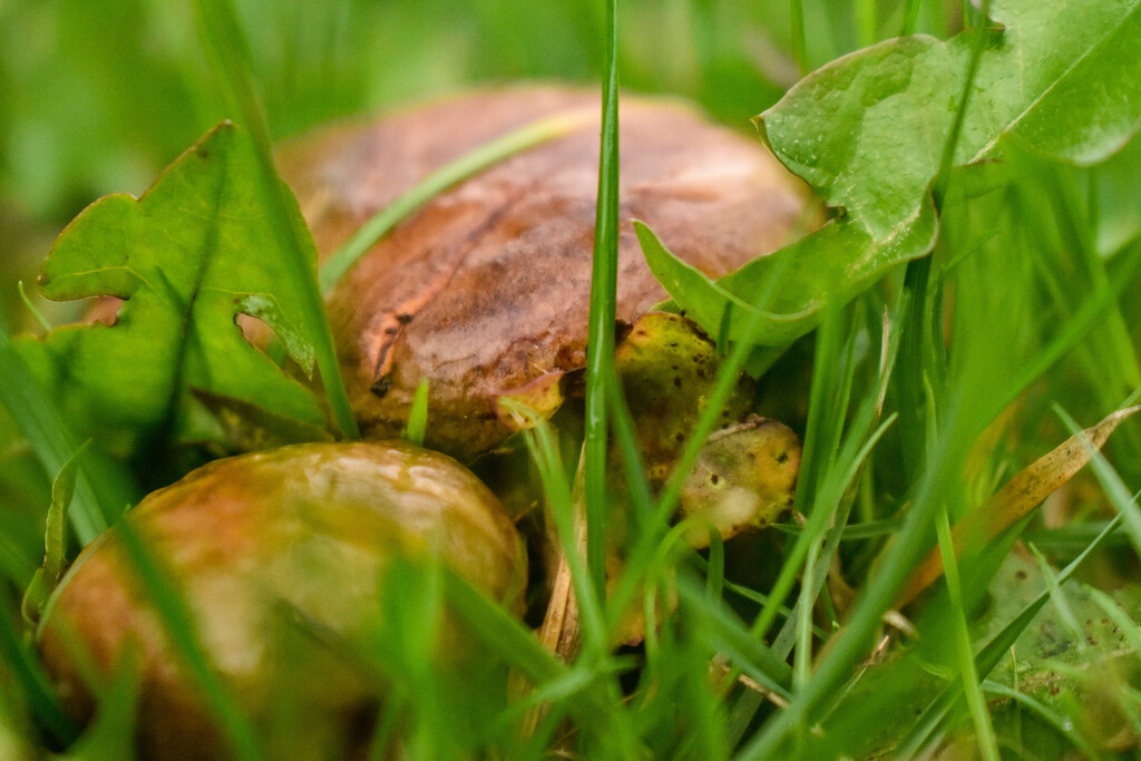 Flat mushrooms(Toadstools?) by midge