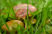 7th Oct 2021 - Flat mushrooms(Toadstools?)