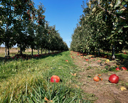 7th Oct 2021 - Apple orchard