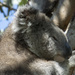 morning naps by koalagardens