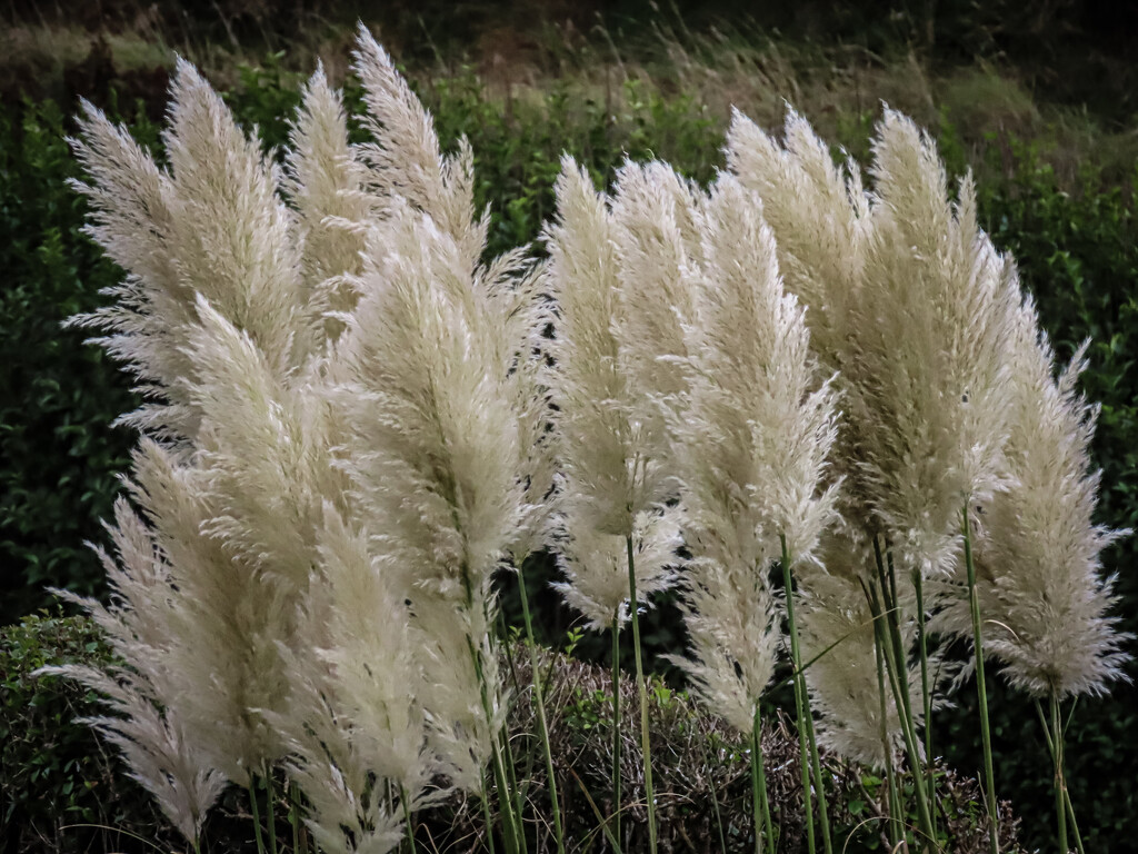 Pampas Grass by mumswaby