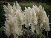 6th Oct 2021 - Pampas Grass