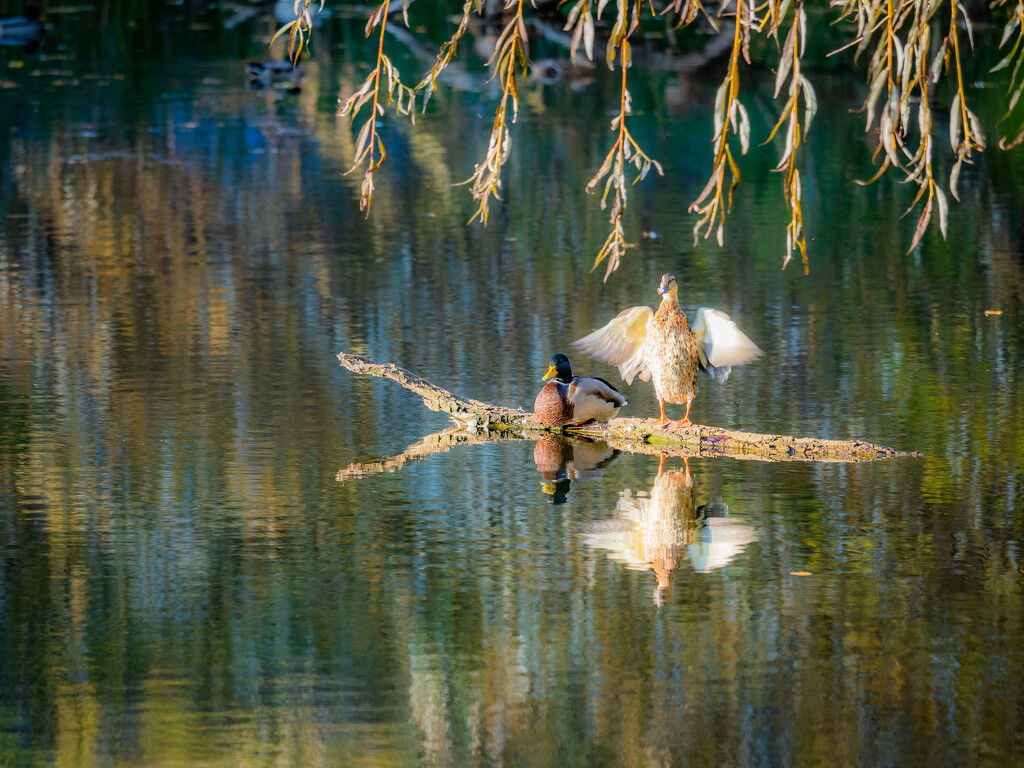 In autumn on the pond  by haskar
