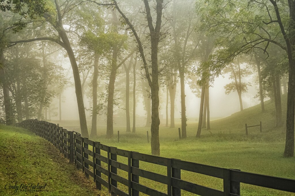 Foggy Morning in the Lowlands by cindymc