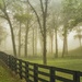 Foggy Morning in the Lowlands by cindymc