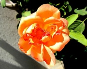 2nd Oct 2021 - Narančasta ruža