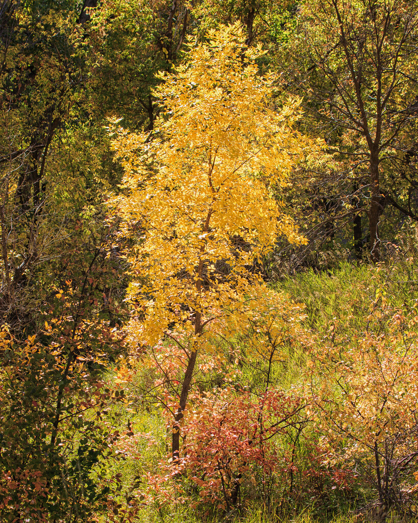 fall foliage by aecasey