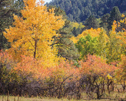 30th Sep 2021 - Squaw Creek fall colors