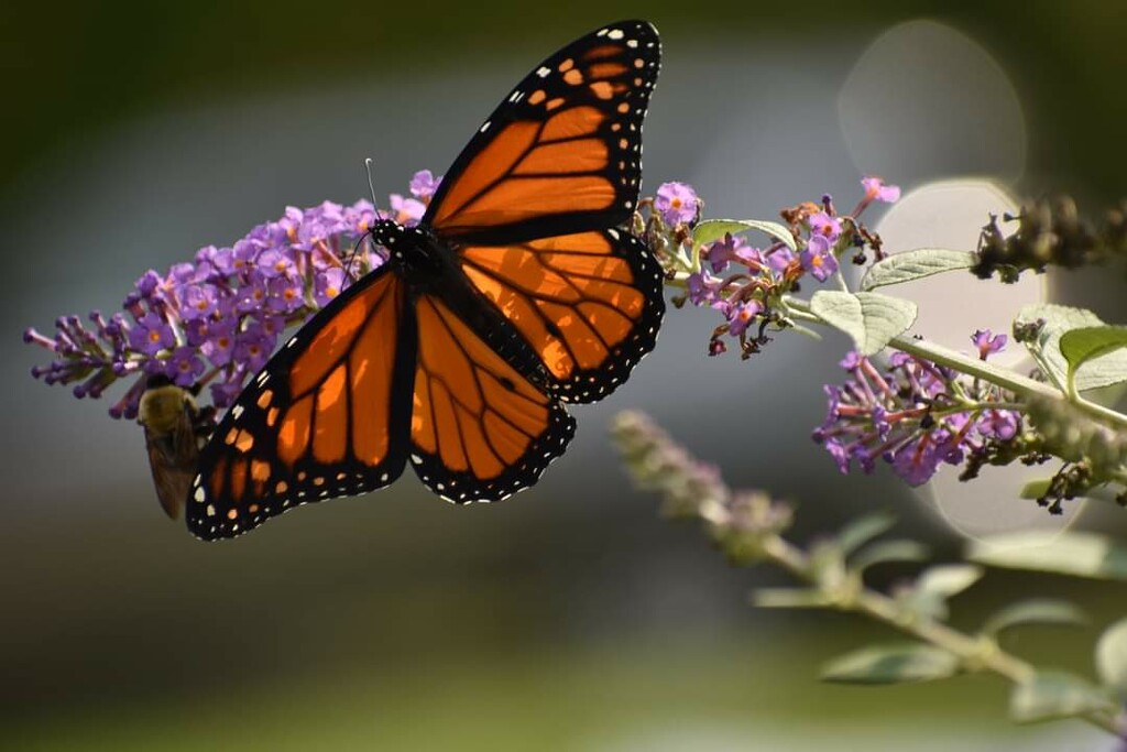 The King of the Butterfly Bush by alophoto
