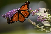 7th Oct 2021 - The King of the Butterfly Bush