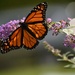 The King of the Butterfly Bush