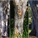   Three Distinctive Tree Trunks ~ by happysnaps