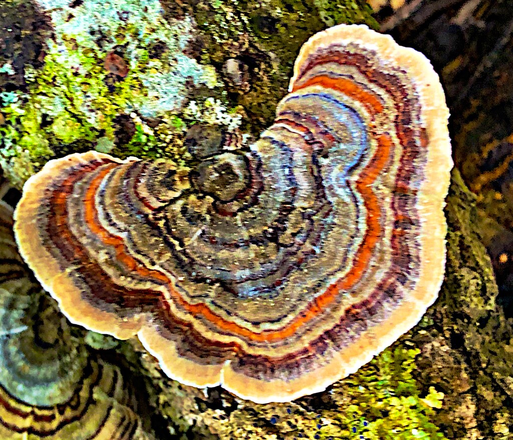 Polyporaceae fungi  by congaree