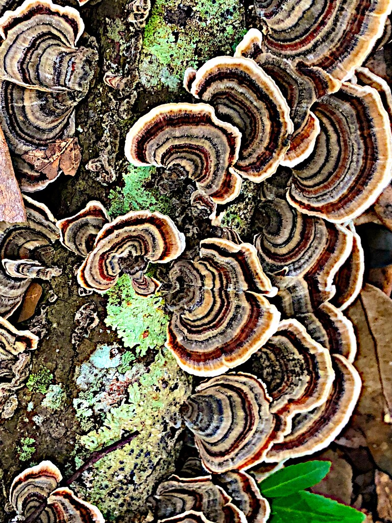 Amazing Polyporaceae fungi  by congaree