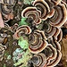 Amazing Polyporaceae fungi  by congaree