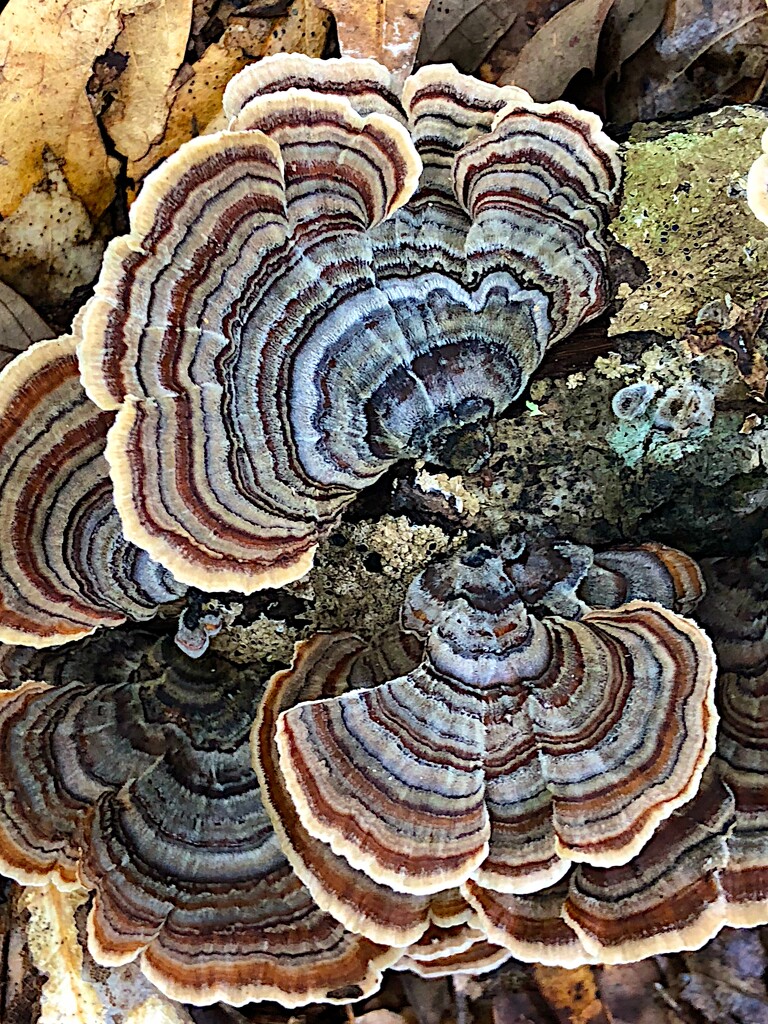 Polyporaceae fungi by congaree
