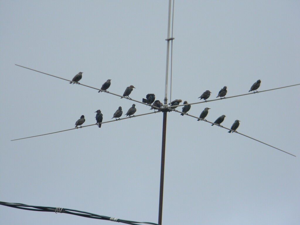 Birds on Wire by sfeldphotos