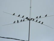 7th Oct 2021 - Birds on Wire