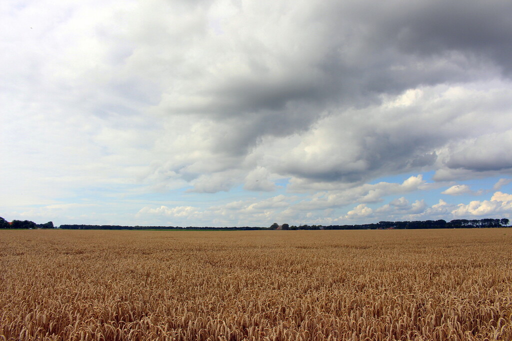 More wheat  by pyrrhula