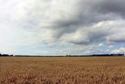 7th Oct 2021 - More wheat 