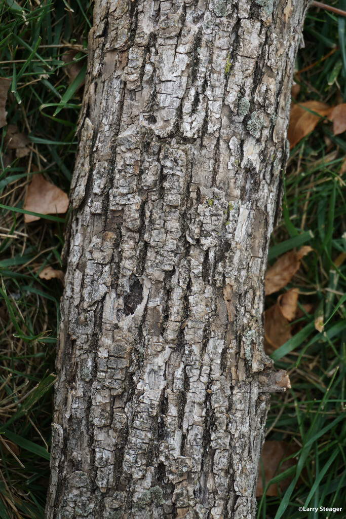 Bark pattern by larrysphotos
