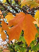 7th Oct 2021 - Autumn Maple Leaf