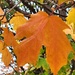 Autumn Maple Leaf by 365projectorgheatherb