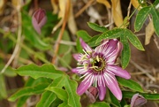 6th Oct 2021 - Passion flower