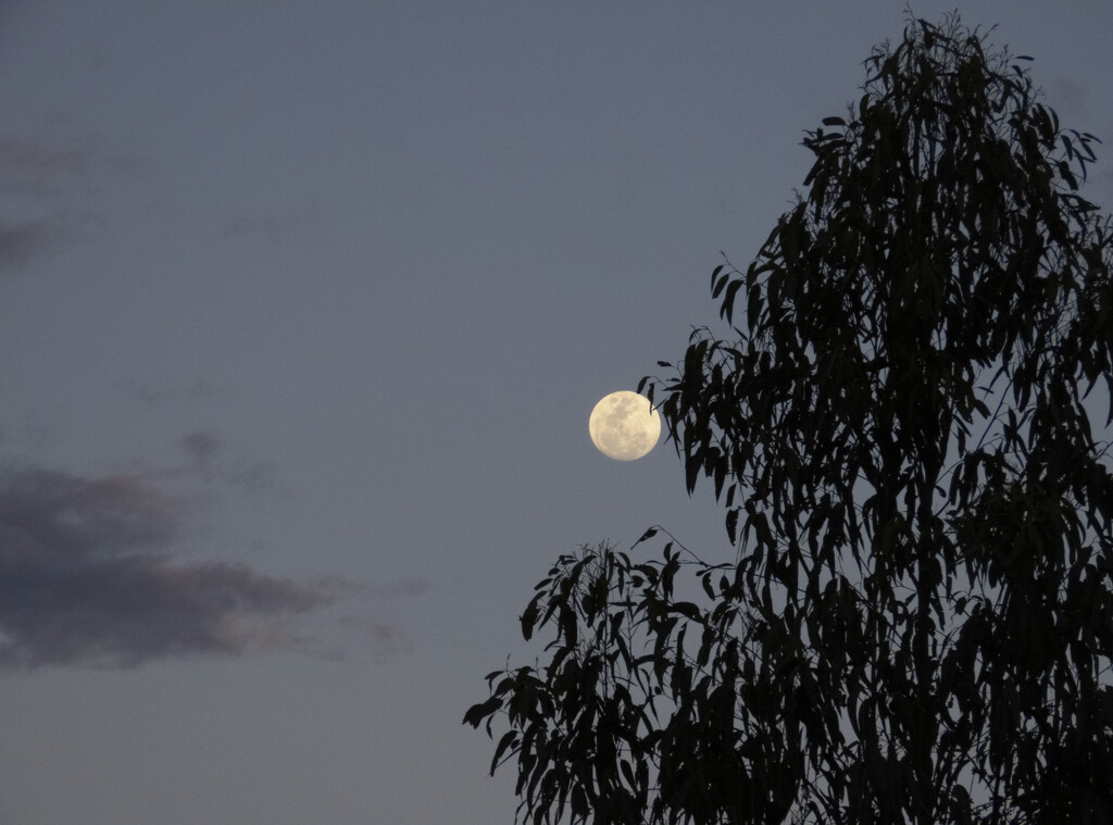a rather pleasing recent full moon by koalagardens