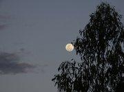 8th Oct 2021 - a rather pleasing recent full moon