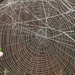 Cobweb Season by 365projectmaxine