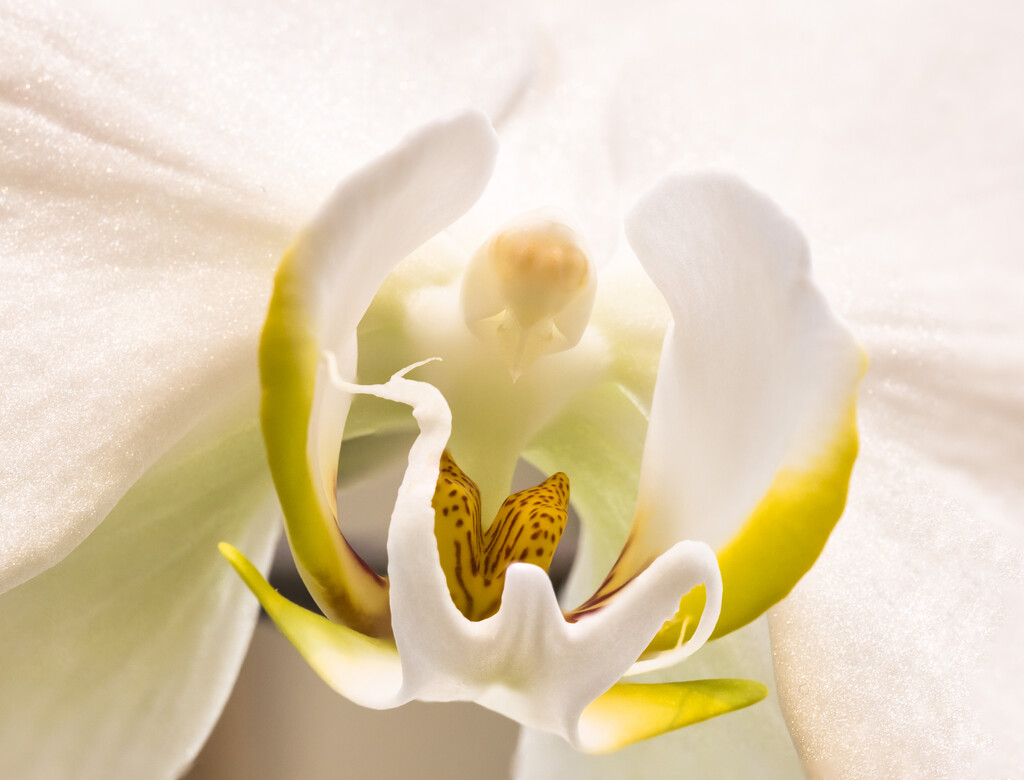 Phalaenopsis Orchid by dkbarnett