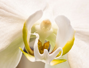 6th Oct 2021 - Phalaenopsis Orchid