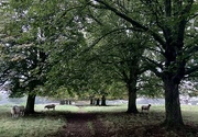 9th Oct 2021 - Sheep under  Horse Chestnuts