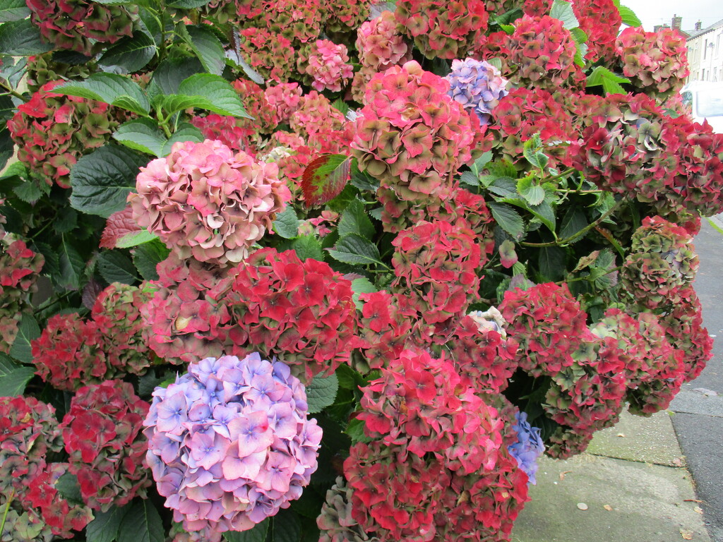 Autumnal changing colour hydrangeas. by grace55