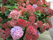 7th Oct 2021 - Autumnal changing colour hydrangeas.