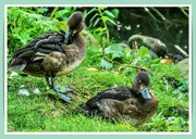 8th Oct 2021 - Juvenile Wigeons ?
