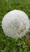8th Oct 2021 - Autumn.. dandelion covered in dew
