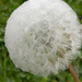 Autumn.. dandelion covered in dew by 365projectorgjoworboys