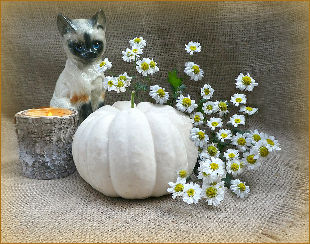 White Pumpkin. by wendyfrost