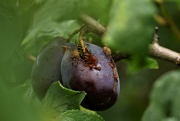 8th Oct 2021 - damson and wasp 2