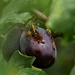 damson and wasp 2 by christophercox