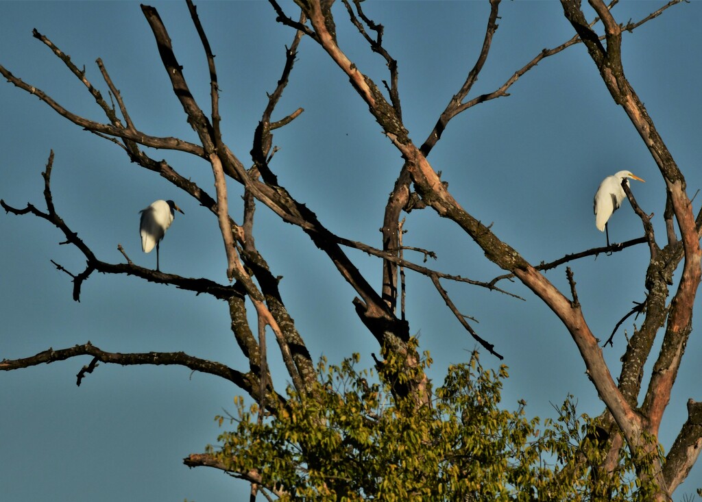 Two Egrets by kareenking