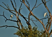 22nd Sep 2021 - Two Egrets