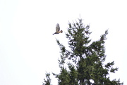 7th Oct 2021 - Red-Tail in flight